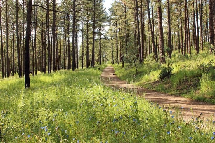 Cedar Creek